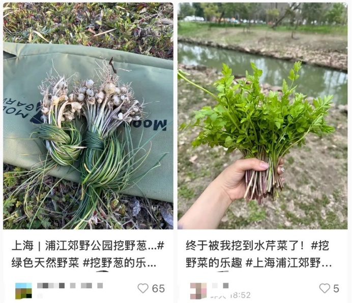 警惕！很多上海人已按捺不开挖...有人贪吃，被紧急送医！