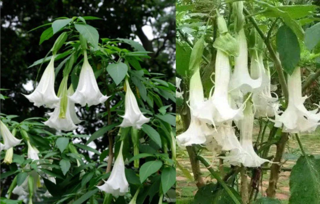 食安科普丨时令野菜抢“鲜”上市 怎么安全食用？