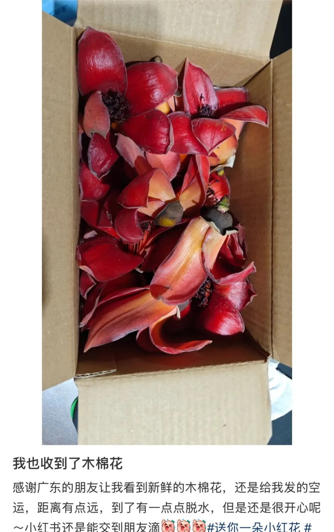 全国网友求邮寄!深圳的木棉花开到了东北的雪地里 全国网友求邮寄!深圳的木棉花开到了东北的雪地里