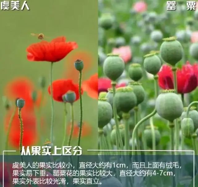这不是“菜”，更不是“药”！种一株也违法，别让侥幸触碰法律红线