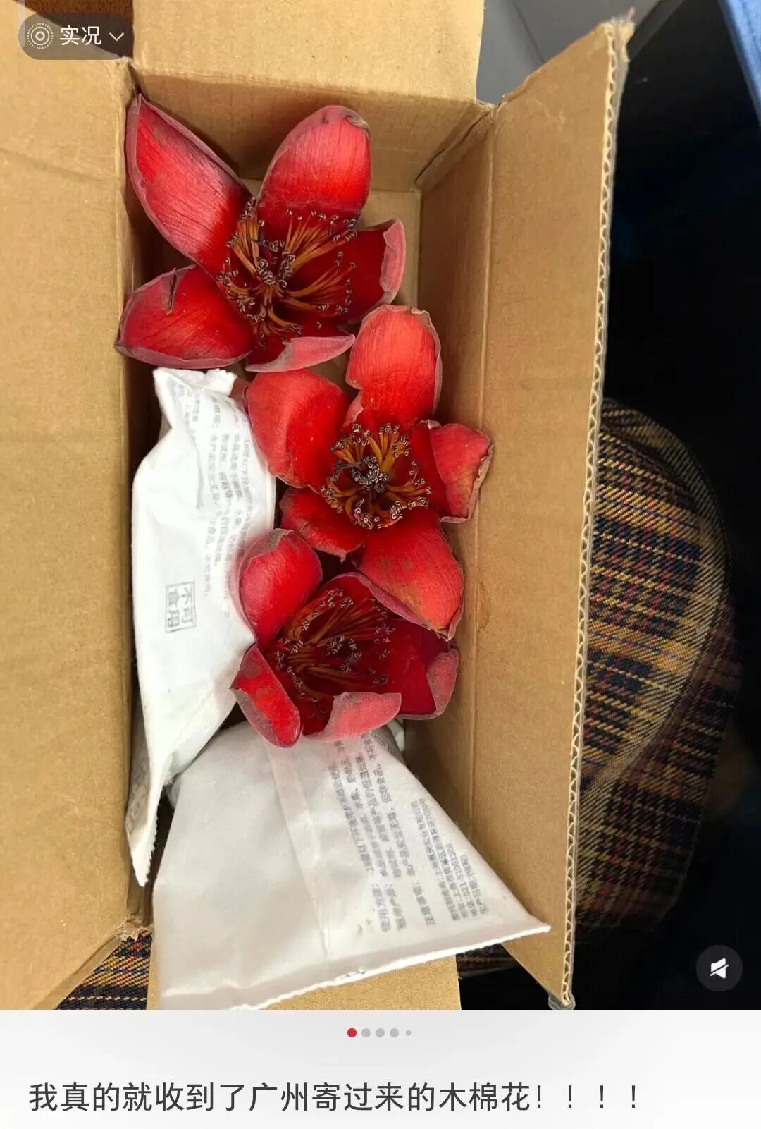 全国网友求邮寄!深圳的木棉花开到了东北的雪地里 全国网友求邮寄!深圳的木棉花开到了东北的雪地里