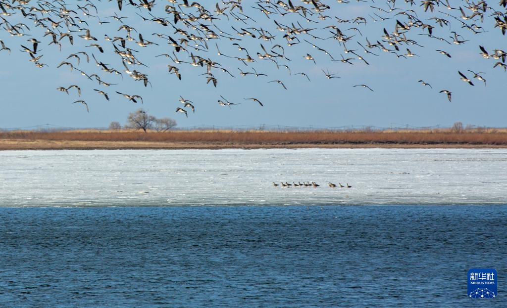 冰雪渐融春意动 候鸟归飞入画屏