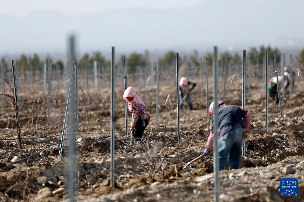 贺兰山下酿酒葡萄展藤 贺兰山下酿酒葡萄展藤