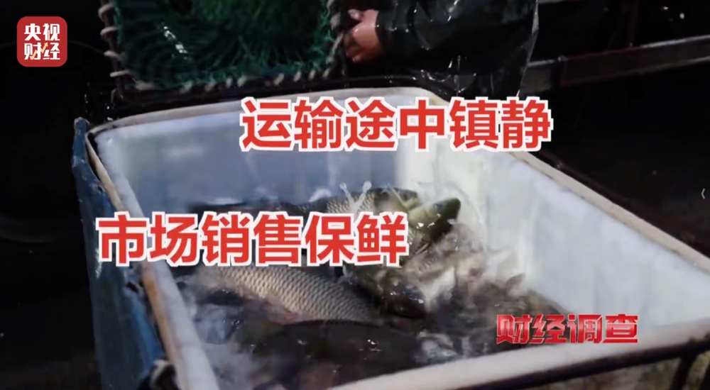 活鱼被人为麻醉流向餐桌,可能“喝过”工业酒精!《财经调查》曝光→ 活鱼被人为麻醉流向餐桌,可能“喝过”工业酒精!《财经调查》曝光→