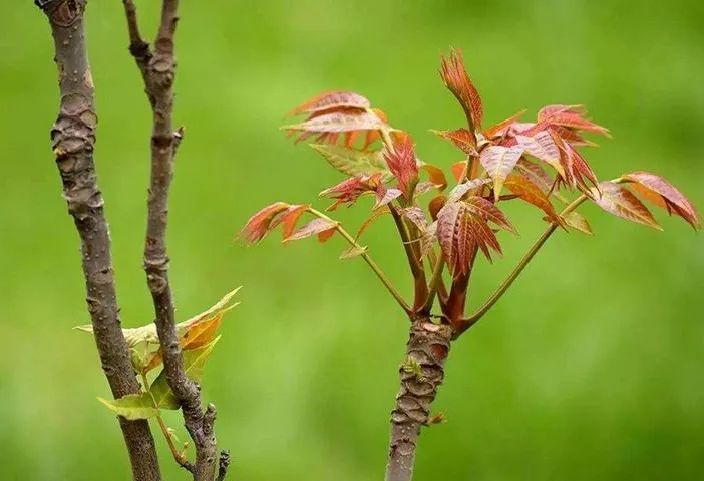 食安科普丨时令野菜抢“鲜”上市 怎么安全食用？