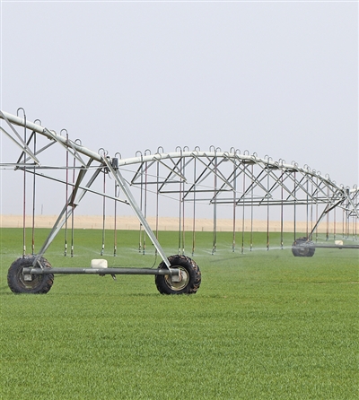 沙漠边也能种小麦,咋做到的? 沙漠边也能种小麦,咋做到的?