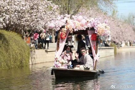 “元大都的海棠开了吗？”最新预测