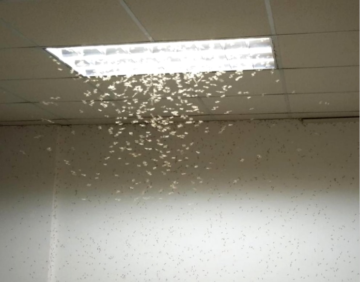 关窗！江苏一市重要提醒：进入白蚁分飞高峰期