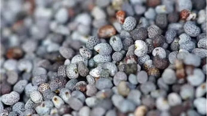 这不是“菜”，更不是“药”！种一株也违法，别让侥幸触碰法律红线