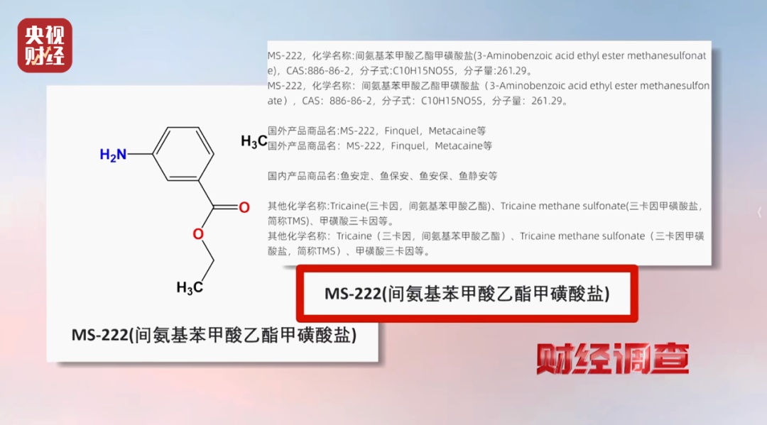 “活鱼被人为麻醉”,央视曝光多地水产市场、生产企业和餐饮门店 “活鱼被人为麻醉”,央视曝光多地水产市场、生产企业和餐饮门店