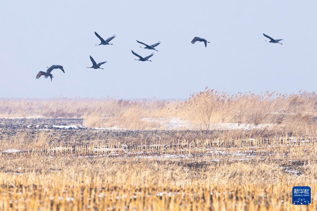 冰雪渐融春意动 候鸟归飞入画屏