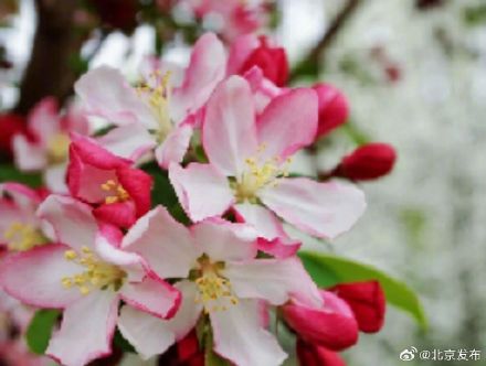 “元大都的海棠开了吗？”最新预测