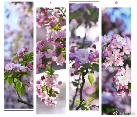 “元大都的海棠开了吗？”最新预测