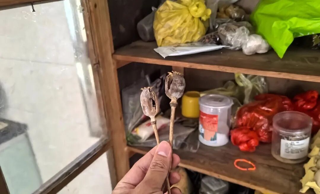 这不是“菜”，更不是“药”！种一株也违法，别让侥幸触碰法律红线