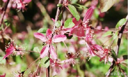 “元大都的海棠开了吗？”最新预测