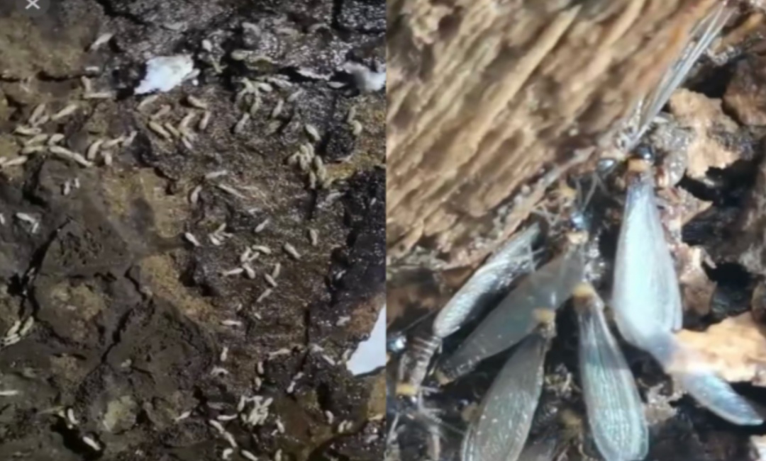 关窗！关窗！阜阳已出现！