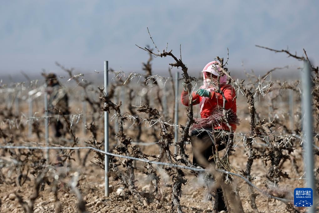 贺兰山下酿酒葡萄展藤 贺兰山下酿酒葡萄展藤