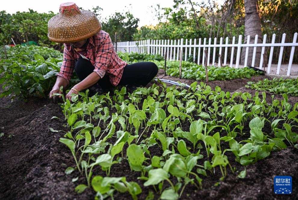 海南三沙赵述岛：从荒芜小岛到生态家园