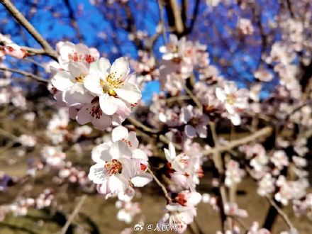 美！圆明园第一波桃花开了