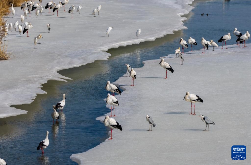 冰雪渐融春意动 候鸟归飞入画屏