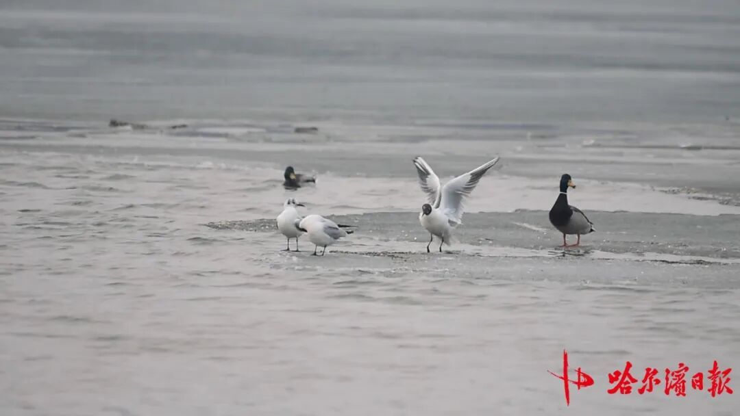 “长情老友”踏春归!江鸥先遣队抵哈,开启长达8个月的陪伴 “长情老友”踏春归!江鸥先遣队抵哈,开启长达8个月的陪伴