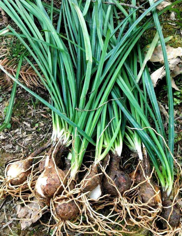 食安科普丨时令野菜抢“鲜”上市 怎么安全食用？