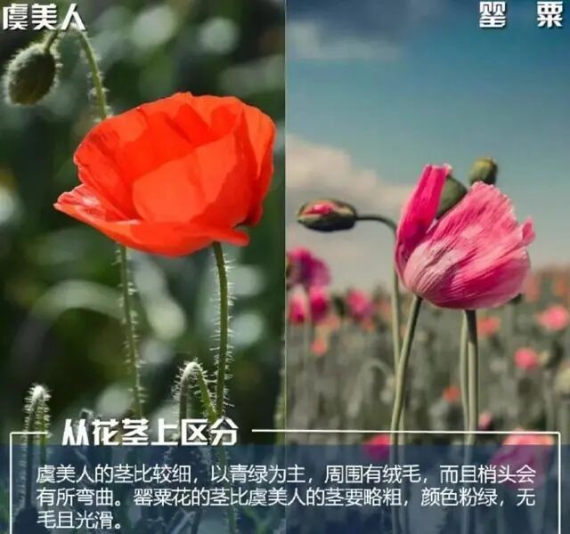 这不是“菜”，更不是“药”！种一株也违法，别让侥幸触碰法律红线