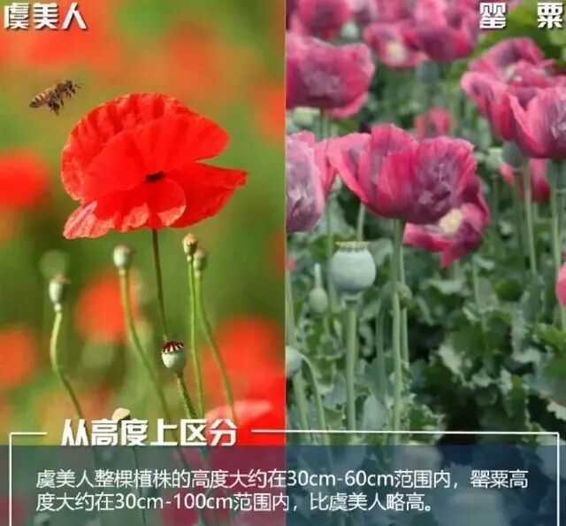 这不是“菜”，更不是“药”！种一株也违法，别让侥幸触碰法律红线