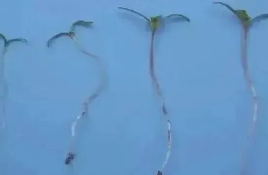 这不是“菜”，更不是“药”！种一株也违法，别让侥幸触碰法律红线