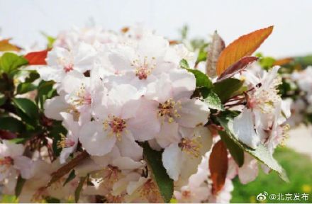 “元大都的海棠开了吗？”最新预测