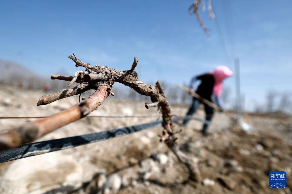 贺兰山下酿酒葡萄展藤 贺兰山下酿酒葡萄展藤