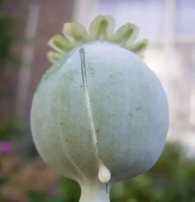 这不是“菜”，更不是“药”！种一株也违法，别让侥幸触碰法律红线