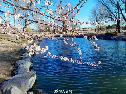 美！圆明园第一波桃花开了
