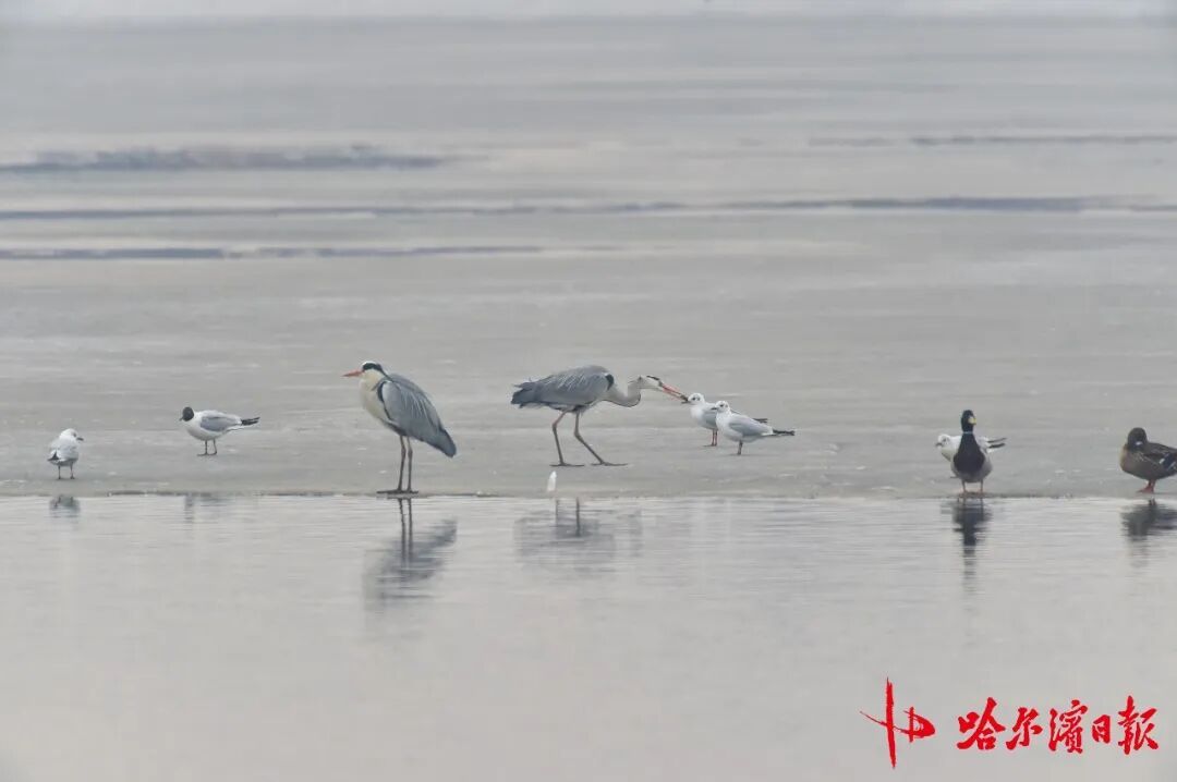 “长情老友”踏春归!江鸥先遣队抵哈,开启长达8个月的陪伴 “长情老友”踏春归!江鸥先遣队抵哈,开启长达8个月的陪伴