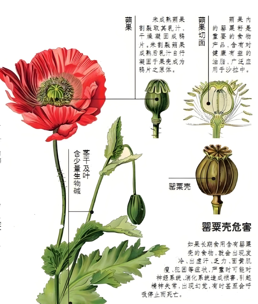 这不是“菜”，更不是“药”！种一株也违法，别让侥幸触碰法律红线