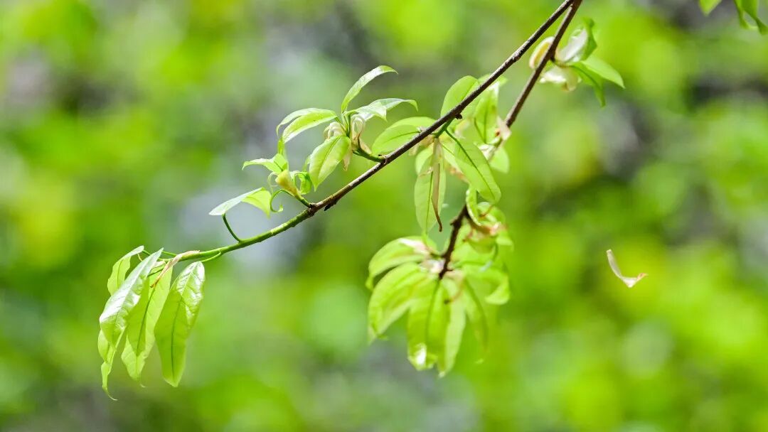 最高温30℃！广州入夏了吗？