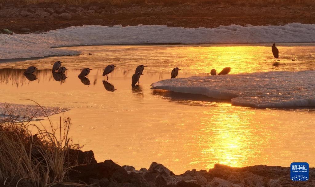 冰雪渐融春意动 候鸟归飞入画屏