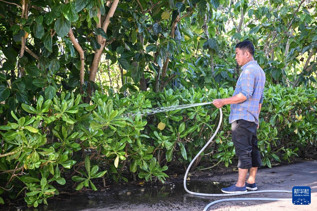 海南三沙赵述岛：从荒芜小岛到生态家园