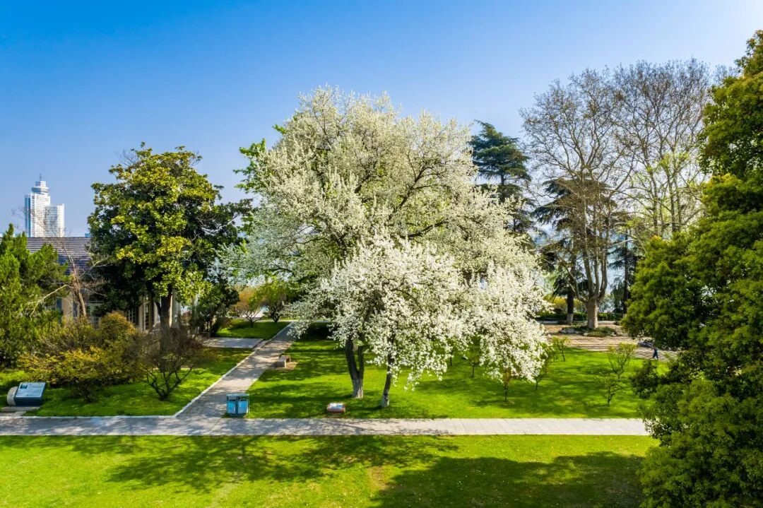 南京玄武湖公园火爆全网的这株树，开花了