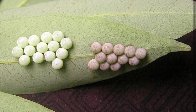 头皮发麻！快检查阳台衣服！这种绿色小颗粒又来了......