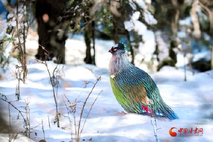 祁连山巅“高山隐士”血雉的春日巡礼