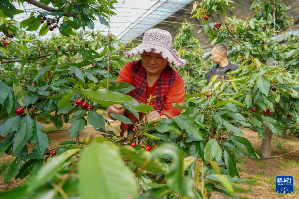 樱桃树下管护忙