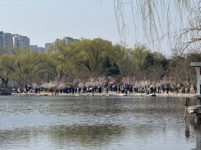 “90后”花匠刘东骏：我在玉渊潭种樱花