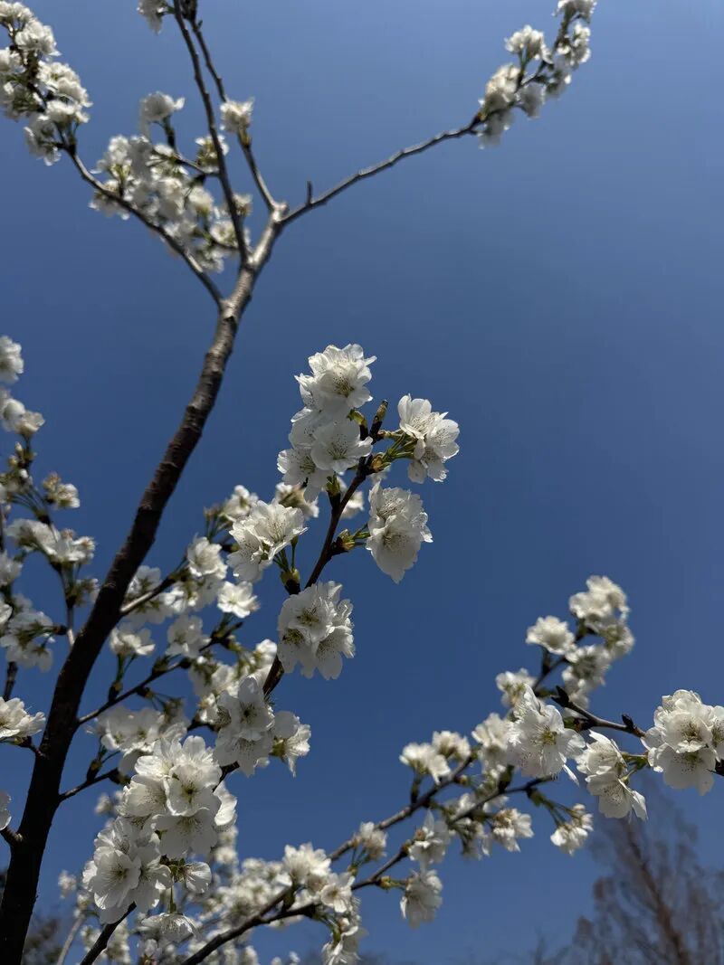 “90后”花匠刘东骏：我在玉渊潭种樱花