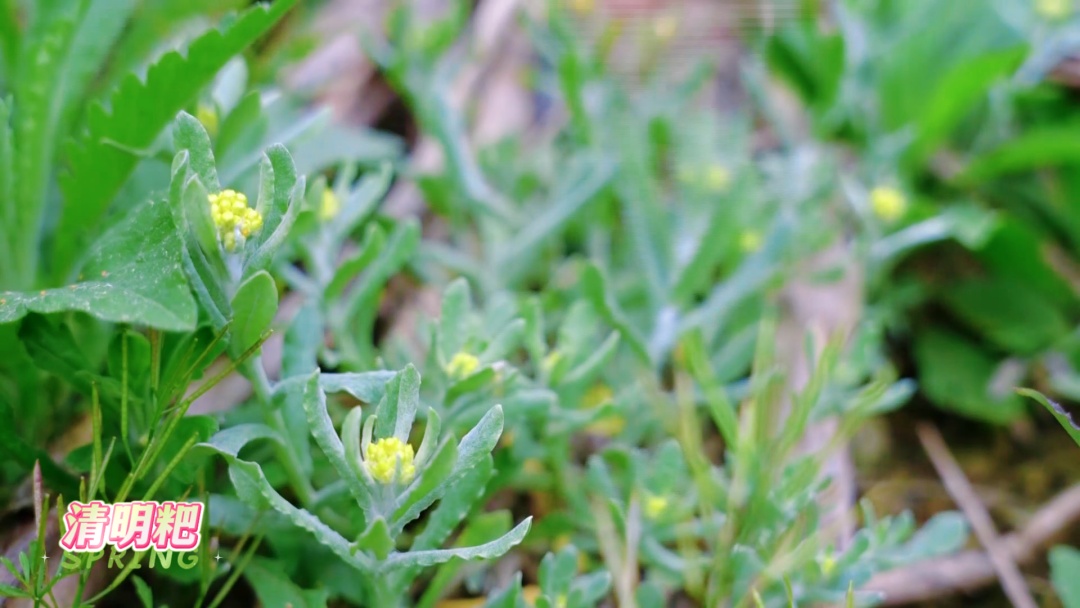 来贵州，尝一口春天的味道