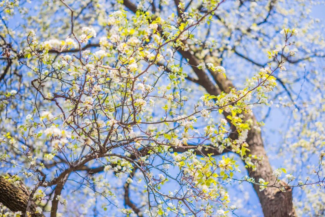 南京玄武湖公园火爆全网的这株树，开花了