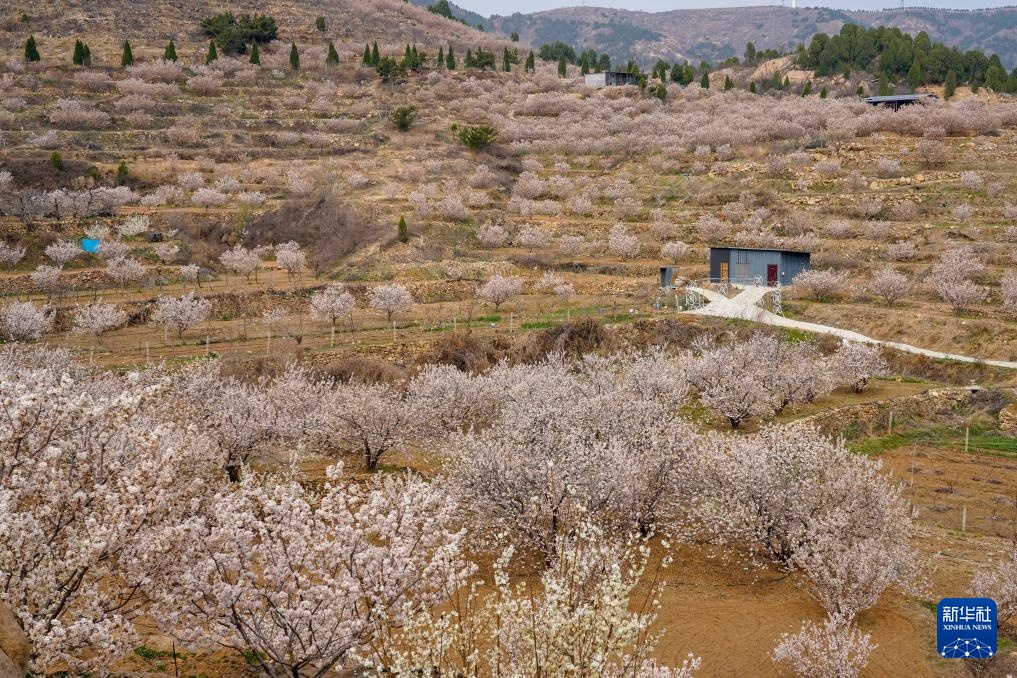 樱桃树下管护忙