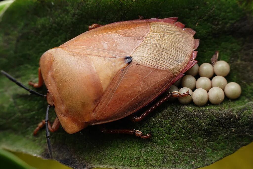 头皮发麻！快检查阳台衣服！这种绿色小颗粒又来了......