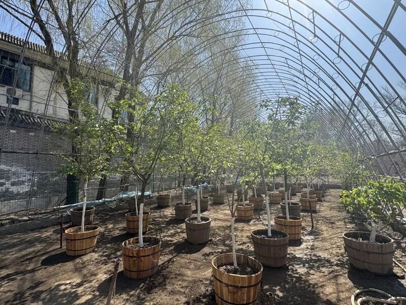 “90后”花匠刘东骏：我在玉渊潭种樱花