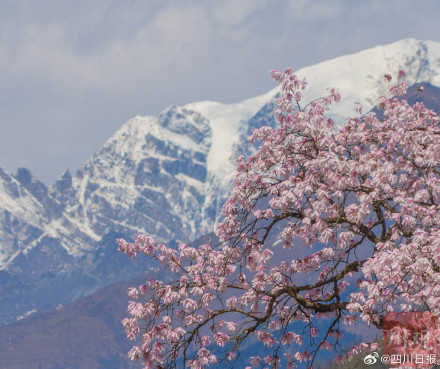 太美了！甘孜海螺沟460年树龄康定木兰盛放